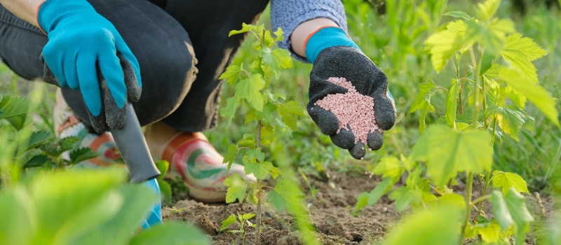 Farmers Using Eco-Friendly Fertilizers