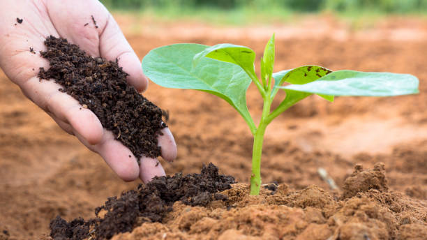 Healthy Crops with Natural Fertilizers