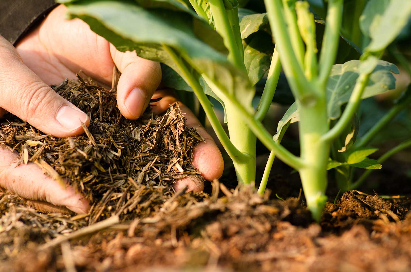 Soil Fertility Event